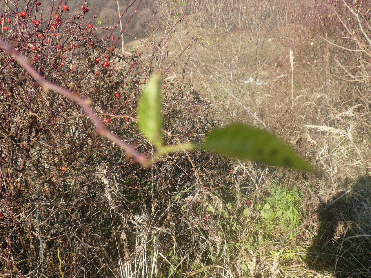 P1040883.jpg